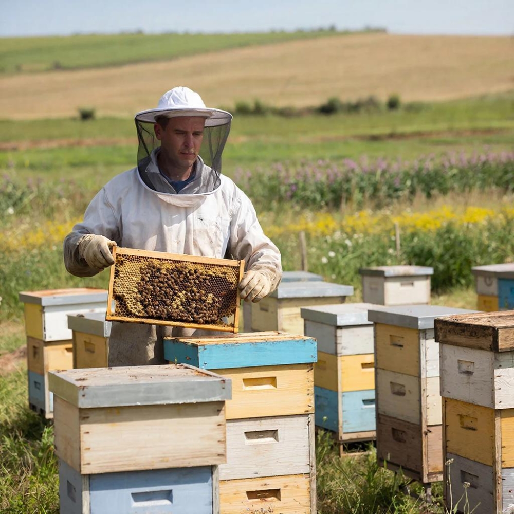 Пчеловодство. Организация высокоэффективной пасеки