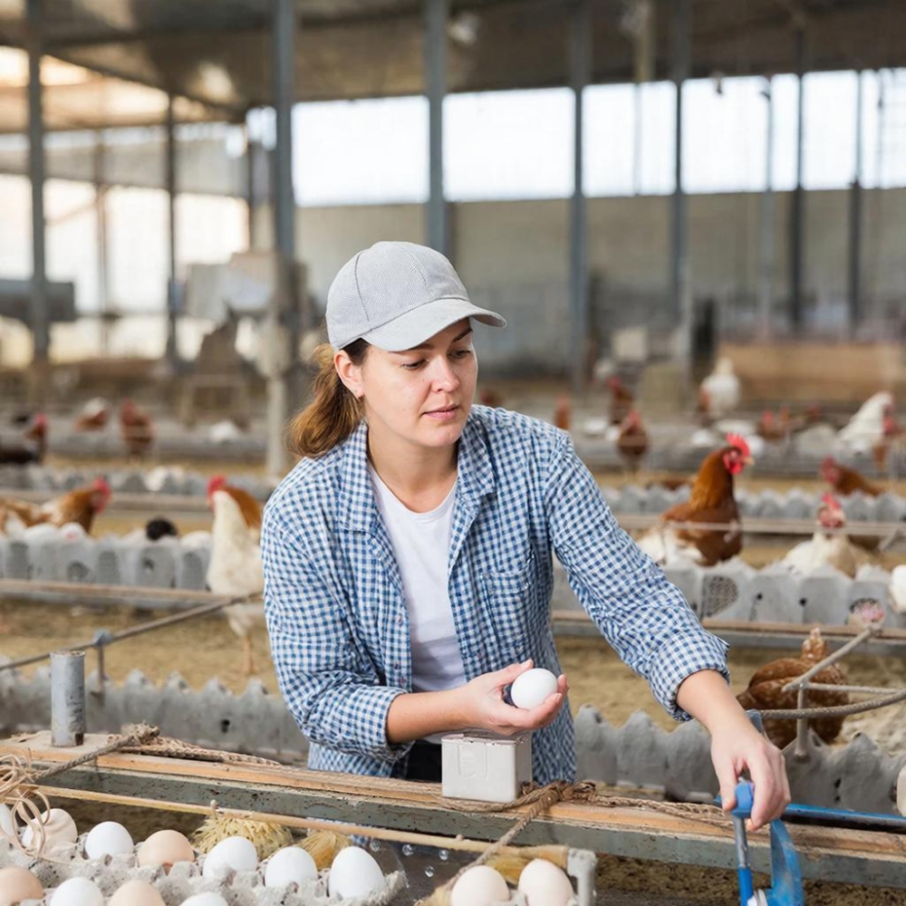 Птицеводство. Организация процесса производства продукции из птицы