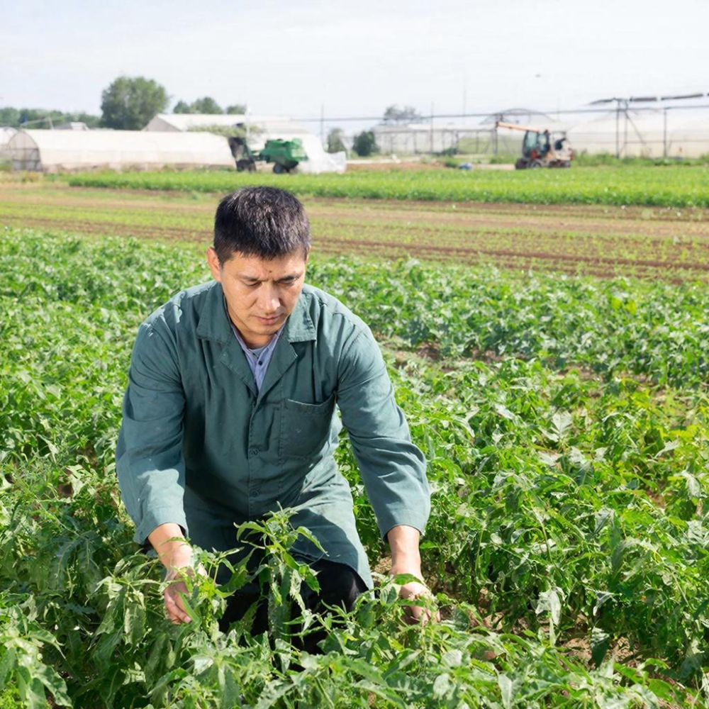 Интенсивные ресурсосберегающие технологии возделывания сельскохозяйственных культур