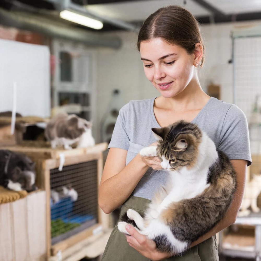 Содержание кошек