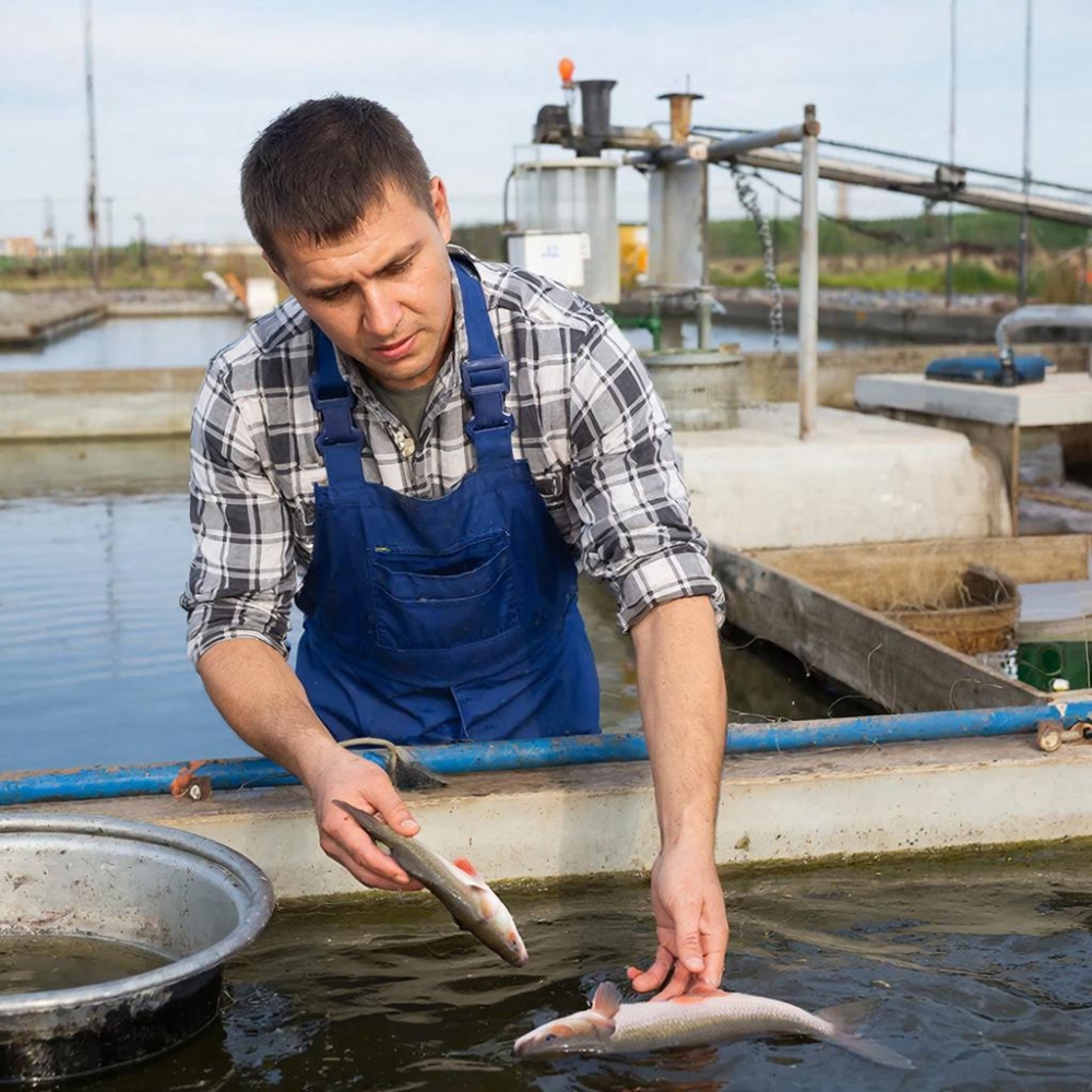 Рыбоводство. Организация товарного выращивания рыбы и гидробионтов в прудах